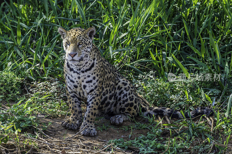 美洲虎(Panthera onca)是一种大型猫科动物，是美洲虎属猫科动物，是美洲唯一现存的美洲虎物种，在巴西潘塔纳尔发现。沿着河边打猎。散步。